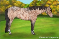 Horse Color:Bay Roan Rabicano  and Amber Champagne Roan Rabicano 