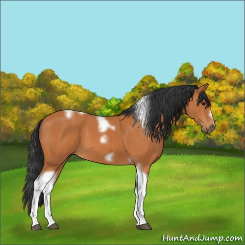 Horse Color:Bay Tobiano Frame 