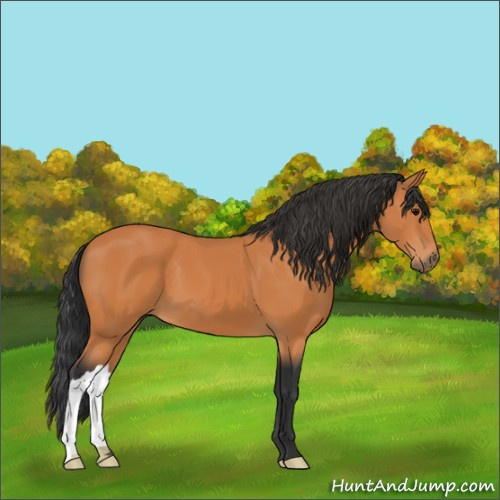 Horse Color:Bay 