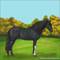 Horse Color:Black 