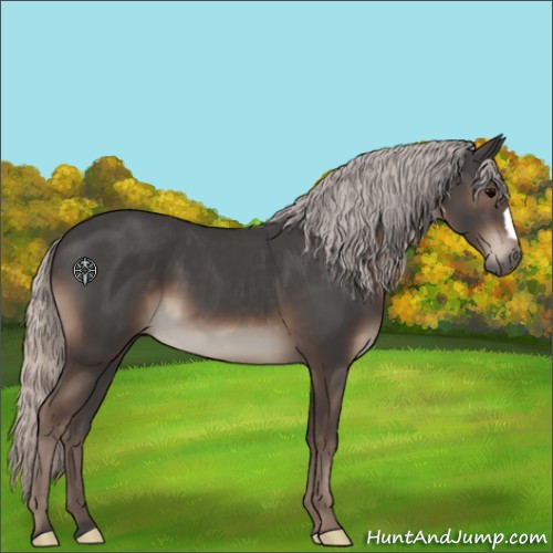 Horse Color:Unknown 