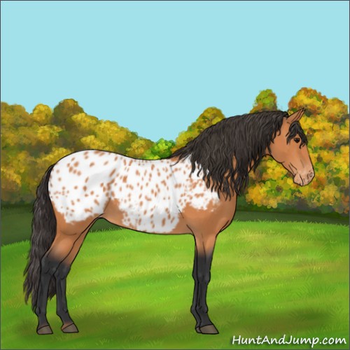 Horse Color:Bay Appaloosa 
