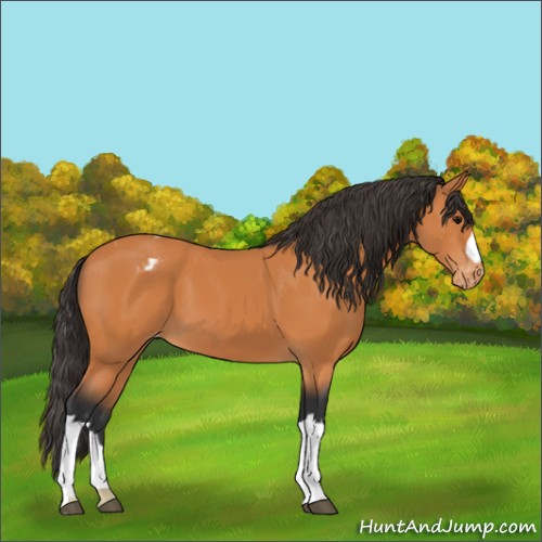 Horse Color:Bay Appaloosa 