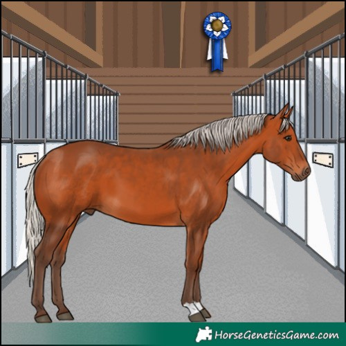 Horse Color:Silver Bay 
