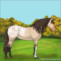 Horse Color:Bay Dun Appaloosa 