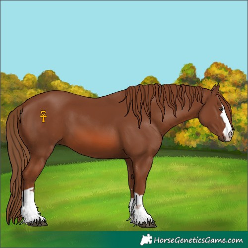 Horse Color:Chestnut 
