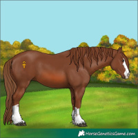 Horse Color:Chestnut 