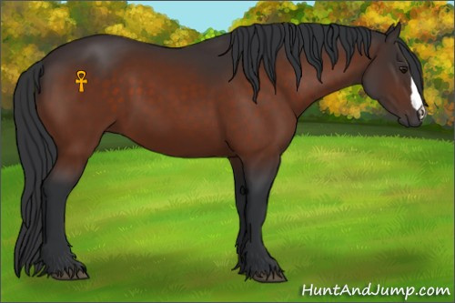 Horse Color:Brown