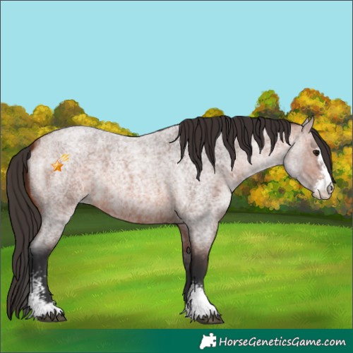 Horse Color:Bay Roan Sabino 