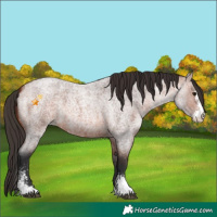 Horse Color:Bay Roan Sabino