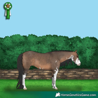Horse Color:Brown Dun Sabino 