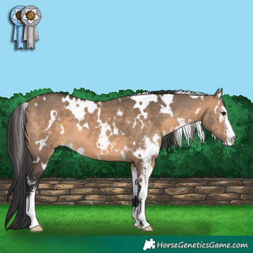 Horse Color:White Spotted Brown Dun Sabino 