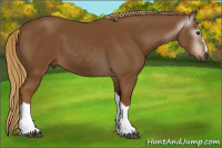 Horse Color:Gray Chestnut 
