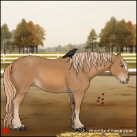 Horse Color:Chestnut Rabicano 
