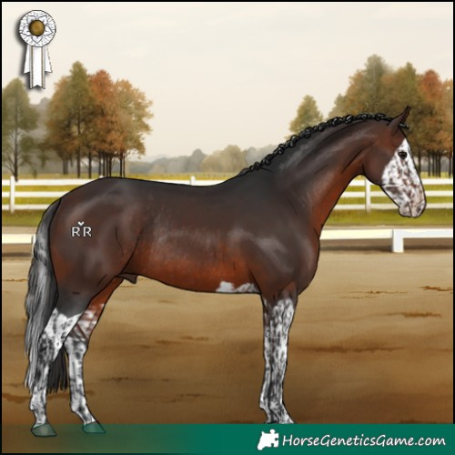 Horse Color:Brown Rabicano  and Brown Splash Rabicano 