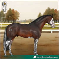 Horse Color:Brown Rabicano and Brown Splash Rabicano