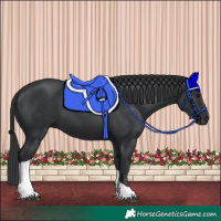 Horse Color:Black Tobiano 