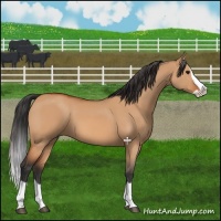 Horse Color:Bay Dun Splash 