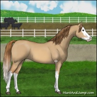 Horse Color:Red Dun Splash 