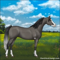 Horse Color:Grullo Splash 