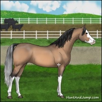 Horse Color:Bay Dun Splash 