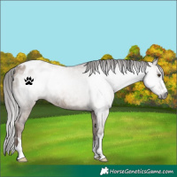 Horse Color:Gray Liver Red Dun Appaloosa Rabicano