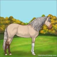 Horse Color:Silver Bay Dun 