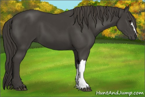 Horse Color:Smoky Black 