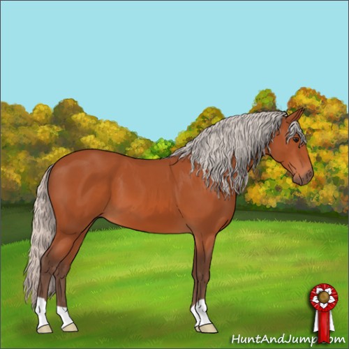 Horse Color:Silver Bay 