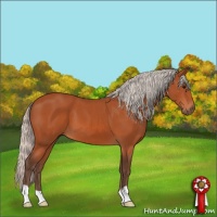 Horse Color:Silver Bay 