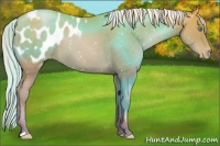 Horse Color:Silver Buckskin Pearl Blanket Rabicano 