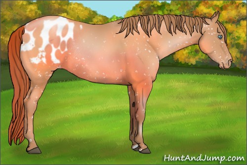 Horse Color:Brown Pearl Blanket Rabicano