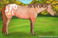 Horse Color:Brown Pearl Blanket Rabicano 