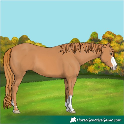 Horse Color:Chestnut 