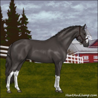 Horse Color:Smoky Black 