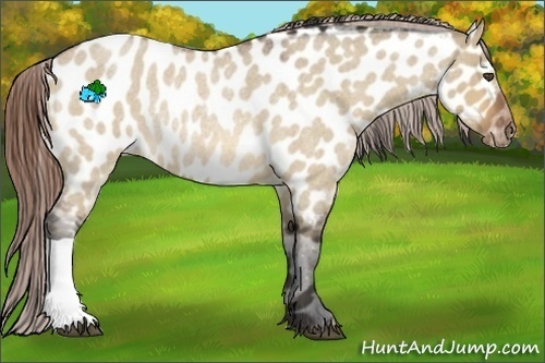 Horse Color:Bay Roan Dun Near Leopard Rabicano 