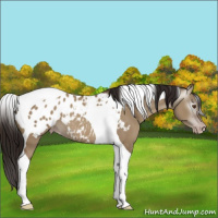 Horse Color:Gray Classic Champagne Dun Tobiano Appaloosa 