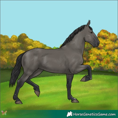 Horse Color:Grullo
