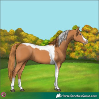 Horse Color:Chestnut Splash Tobiano Frame