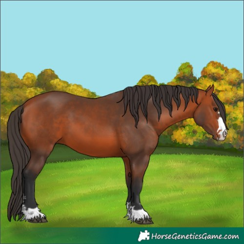 Horse Color:Bay 