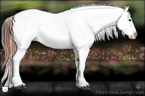 Horse Color:Bay Dun Appaloosa 