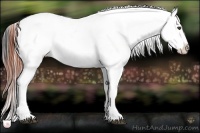Horse Color:Bay Dun Appaloosa 