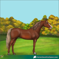 Horse Color:Chestnut Splash 