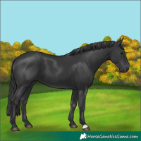 Horse Color:Black 
