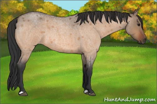 Horse Color:Bay Roan Dun 