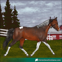 Horse Color:Brown Tobiano 