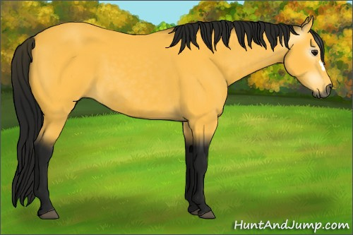 Horse Color:Gray Buckskin