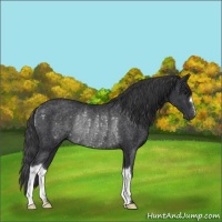 Horse Color:Black Rabicano 