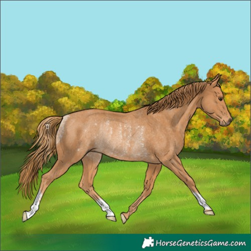 Horse Color:Chestnut Rabicano 