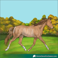 Horse Color:Chestnut Rabicano 
